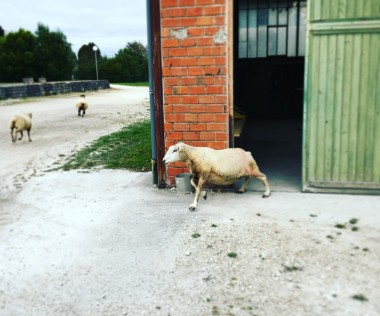 SIMONE - camp d'entraînement artistique 